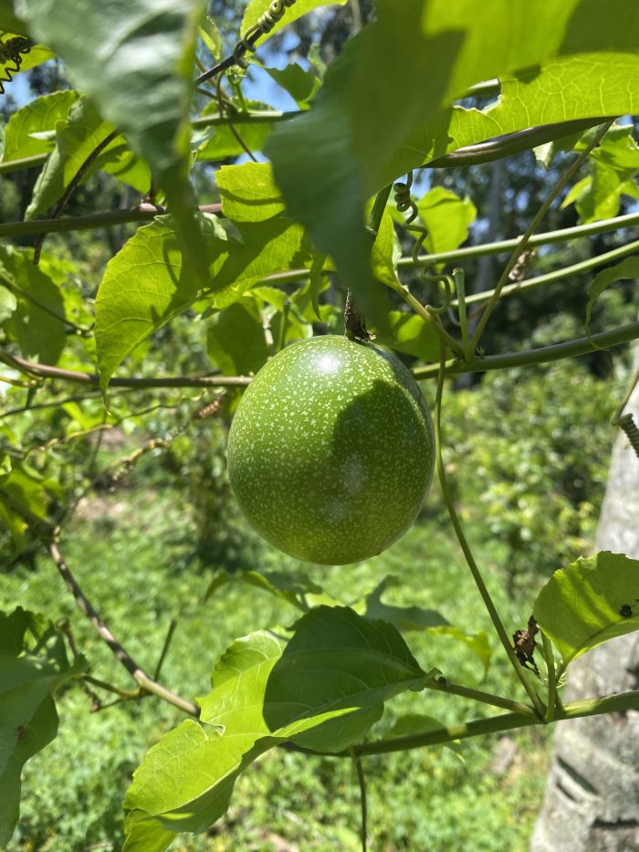 Fructul Pasiunii - imagine 2