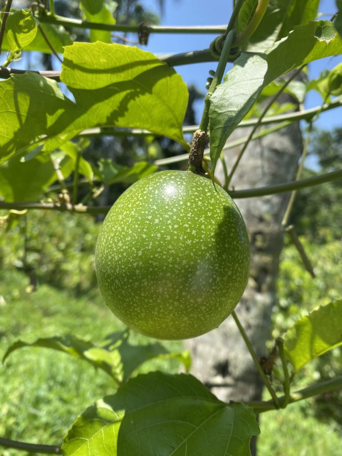 Fructul Pasiunii - imagine 3